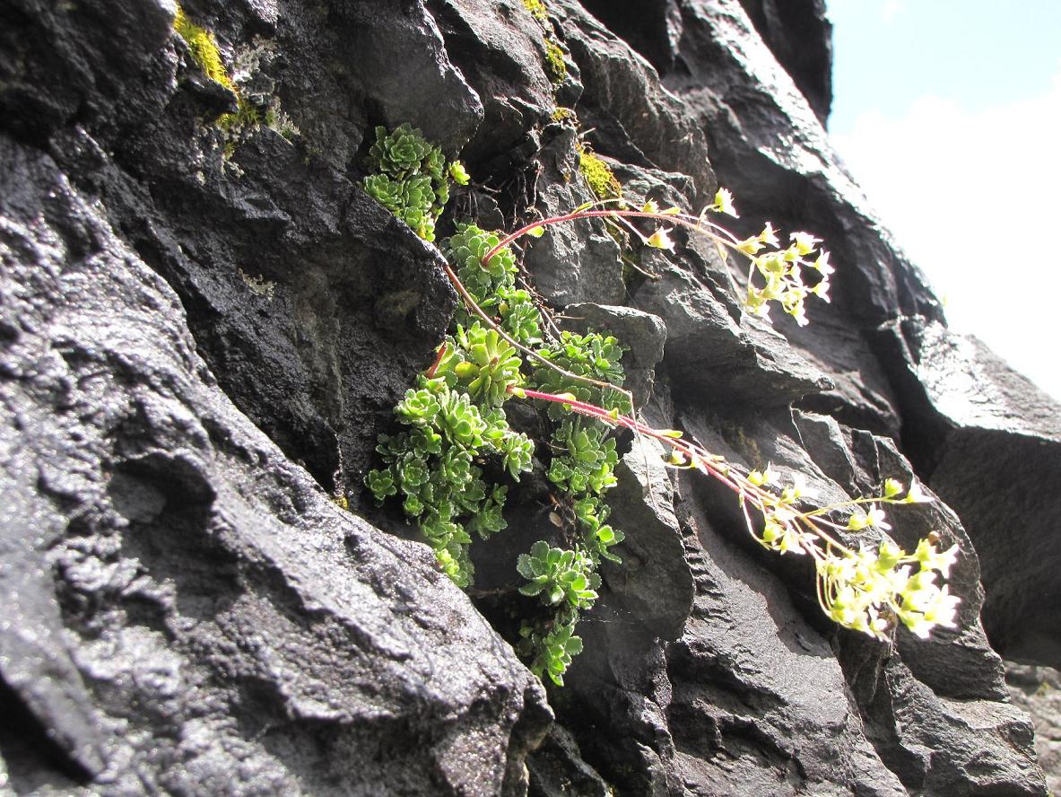 Saxifraga paniculata